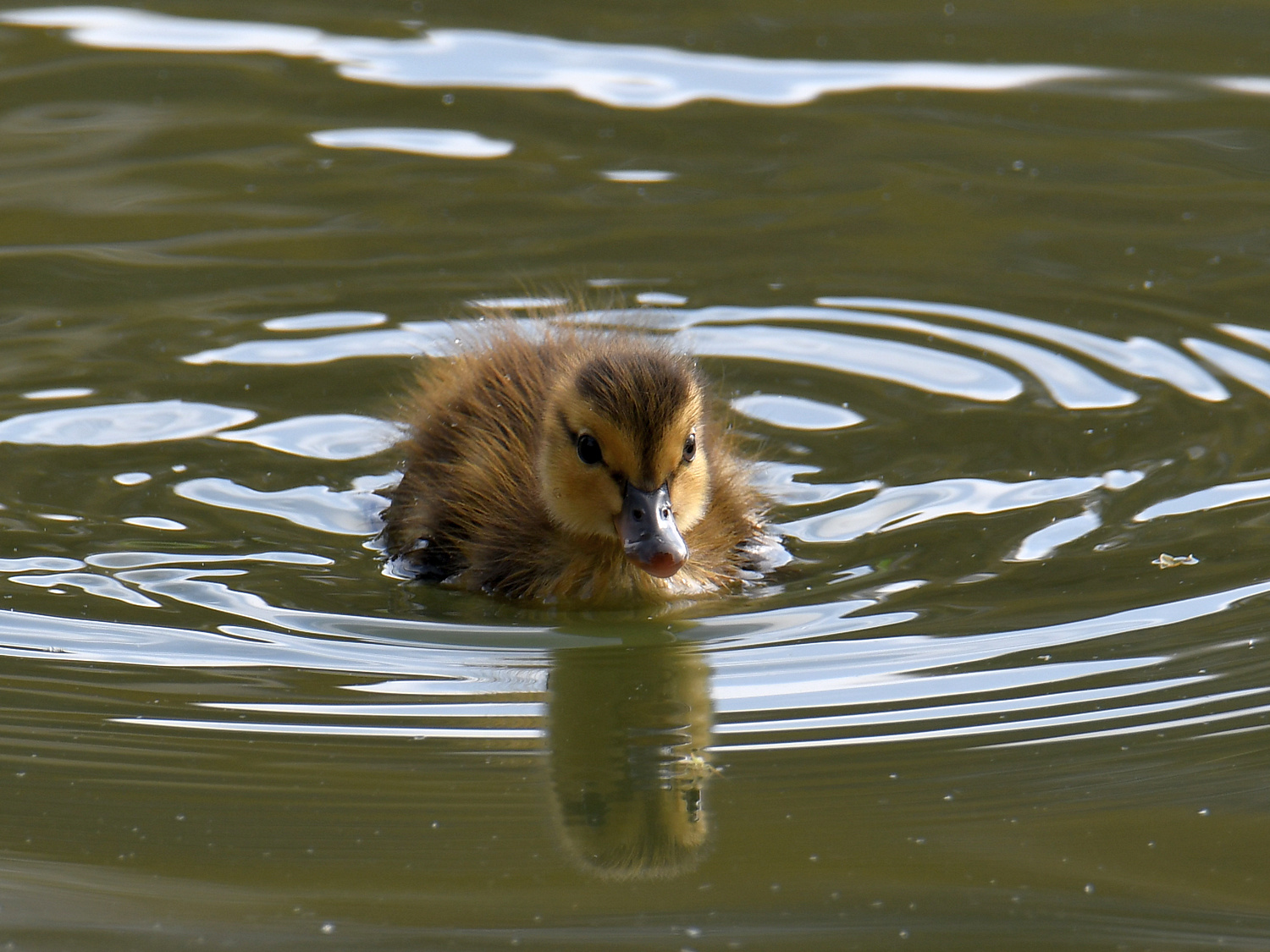 Duckling.jpg
