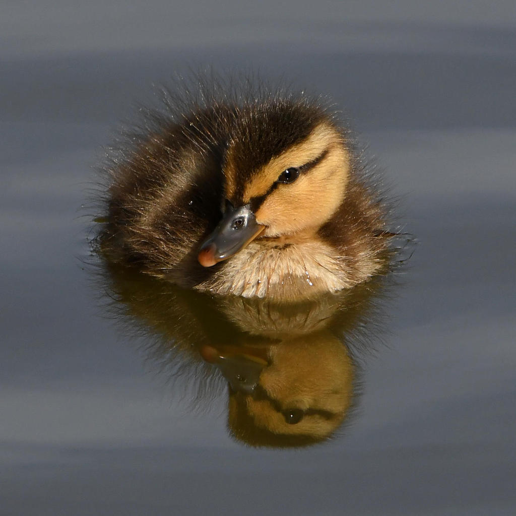 Duckling10.jpg