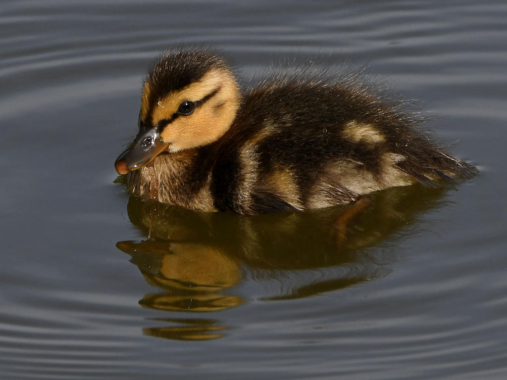 Duckling11.jpg