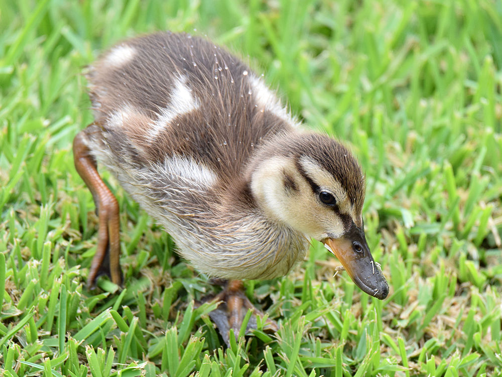 Duckling2.jpg