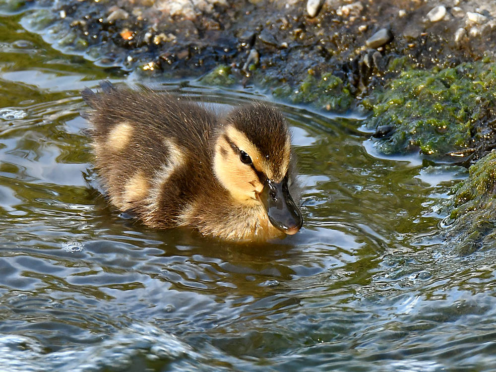 Duckling2.jpg