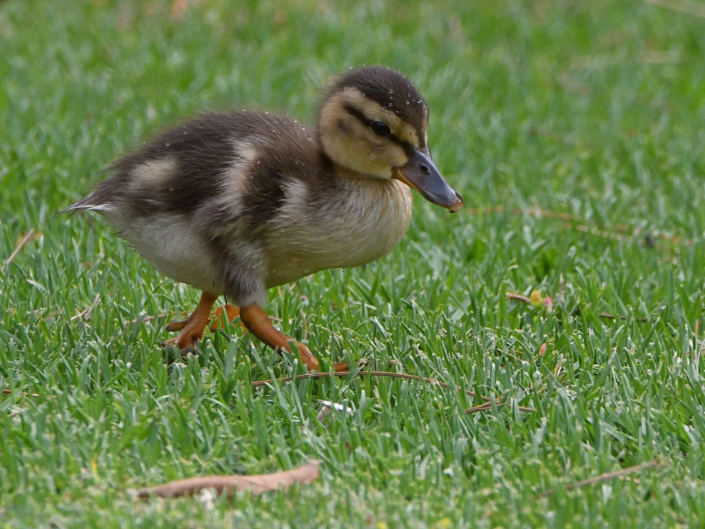 Duckling2.jpg