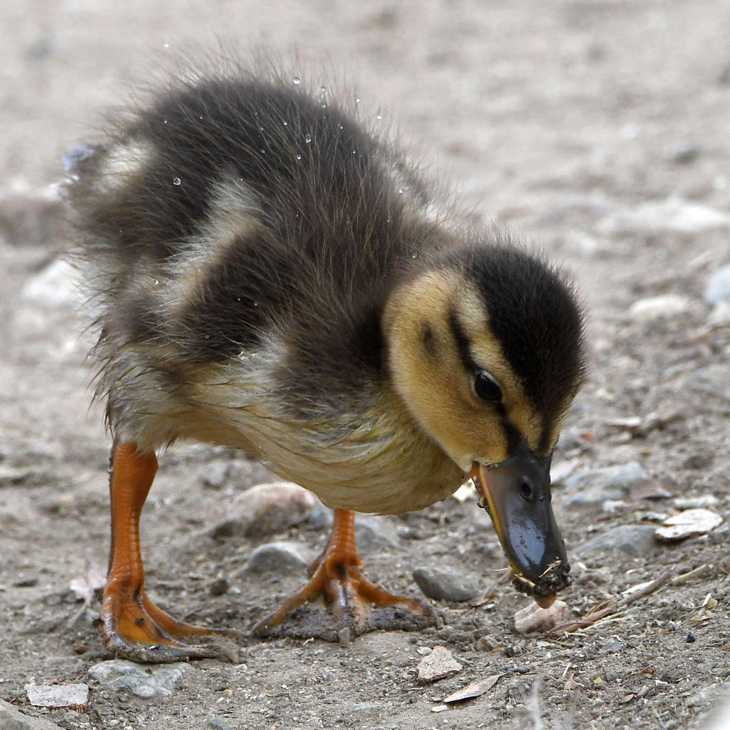 Duckling2.jpg