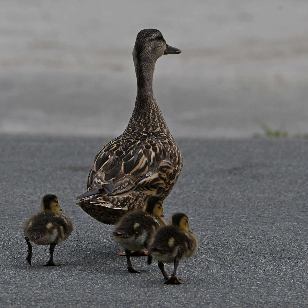 Duckling2.jpg