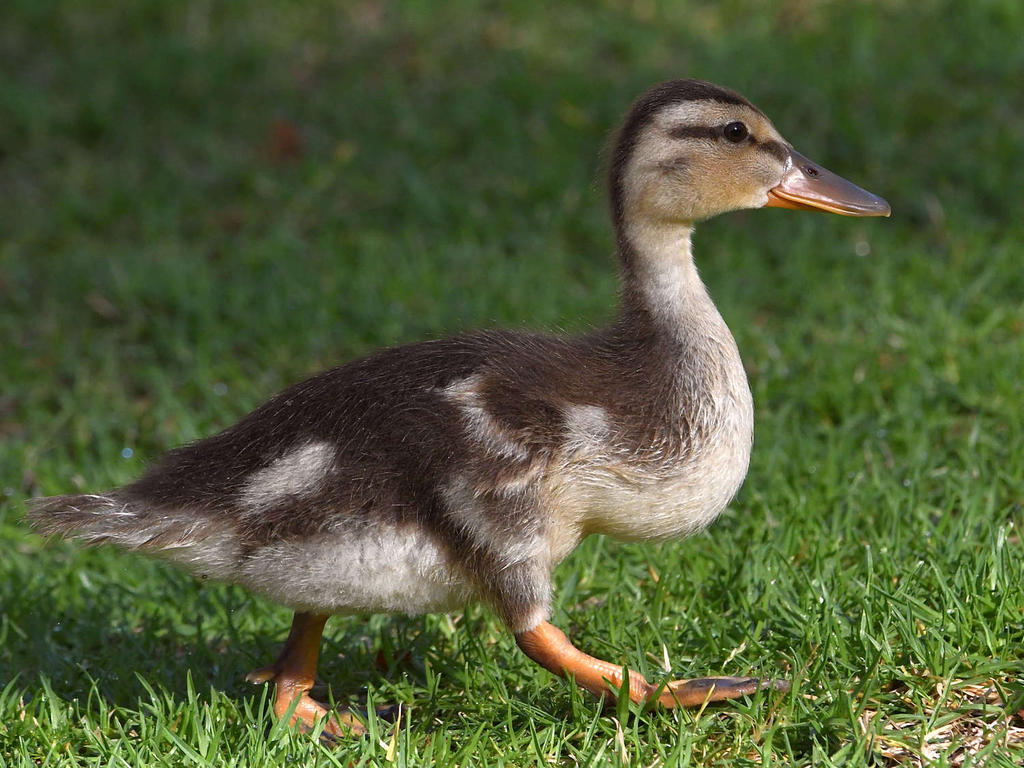 Duckling2.jpg