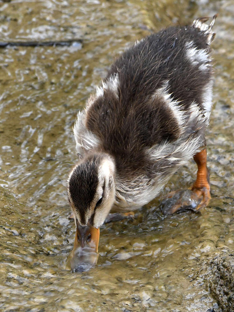 Duckling2.jpg