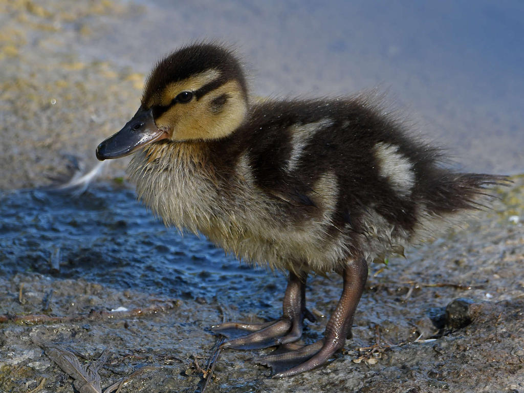 Duckling2.jpg