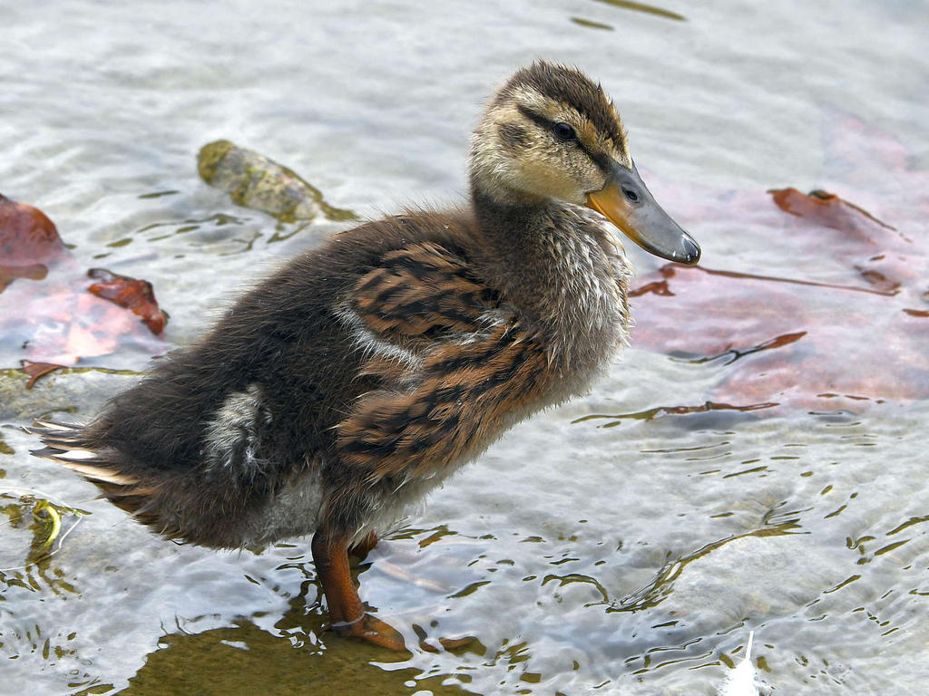 Duckling2.jpg