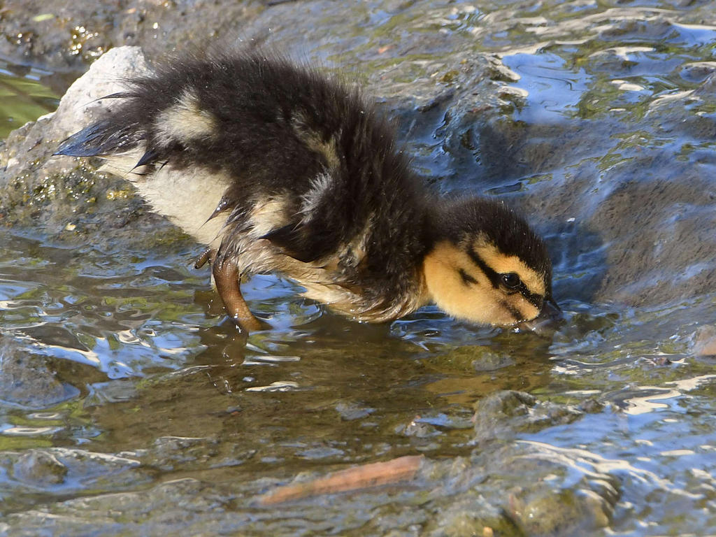 Duckling2.jpg