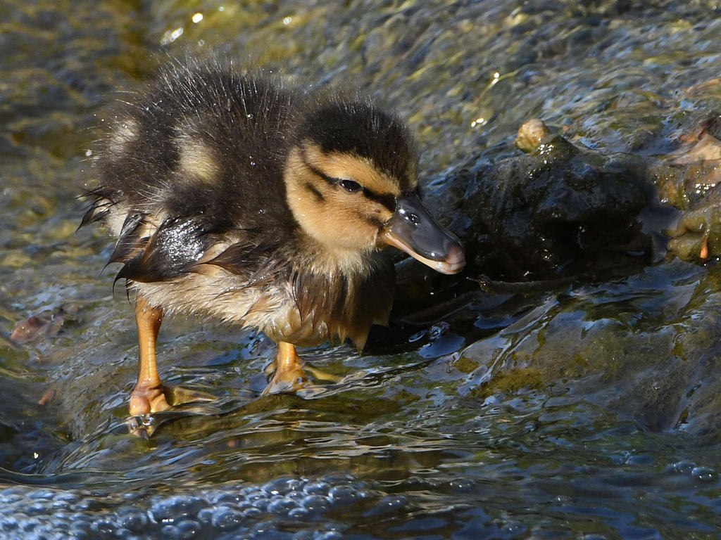 Duckling2.jpg