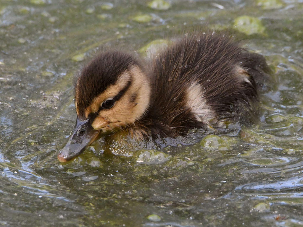 Duckling2.jpg