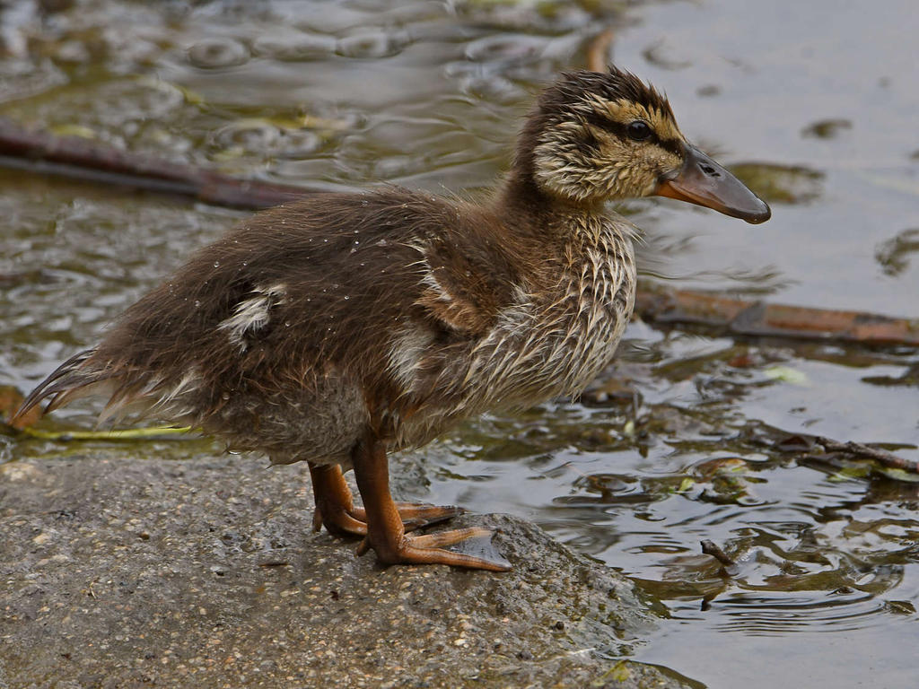 Duckling2.jpg