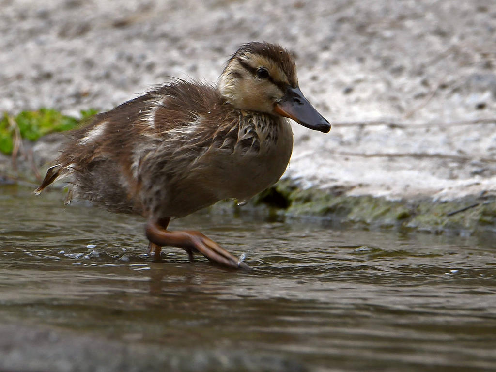 Duckling2.jpg