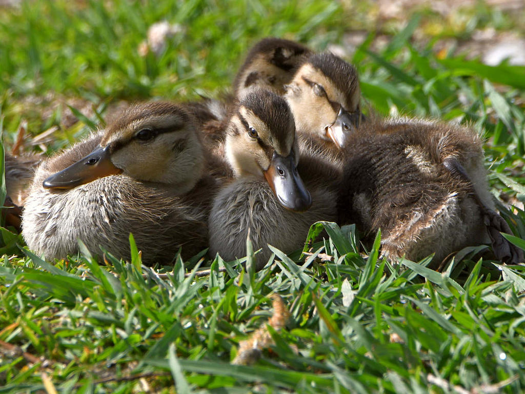 Duckling2.jpg