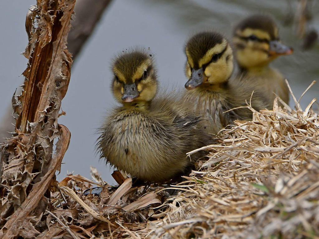 Duckling2.jpg