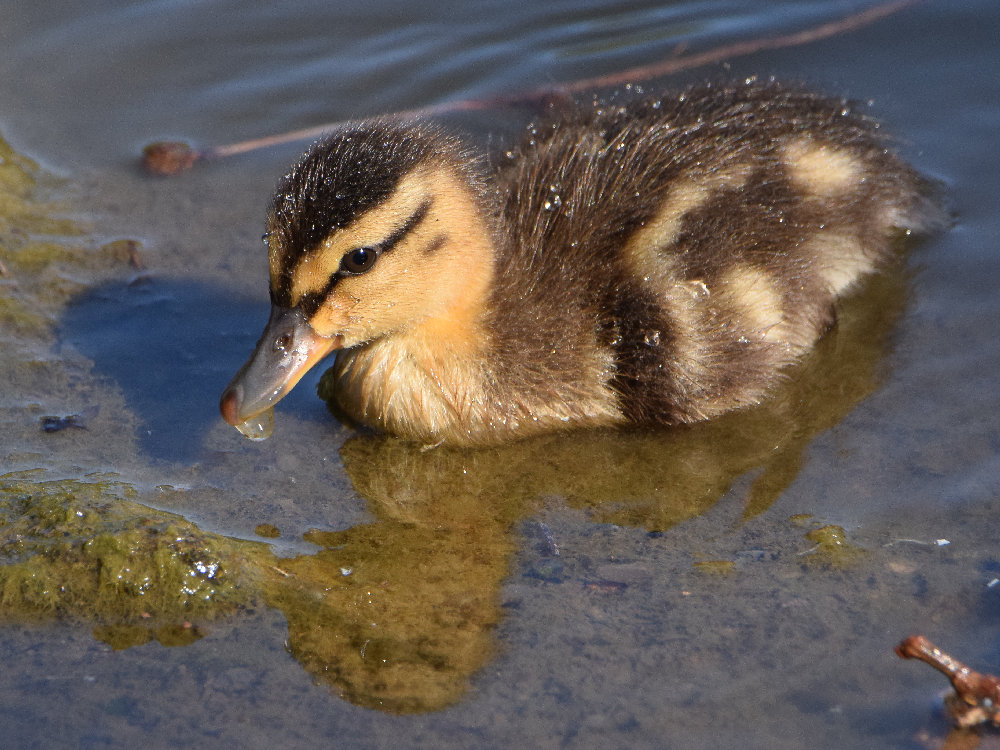 Duckling3.jpg
