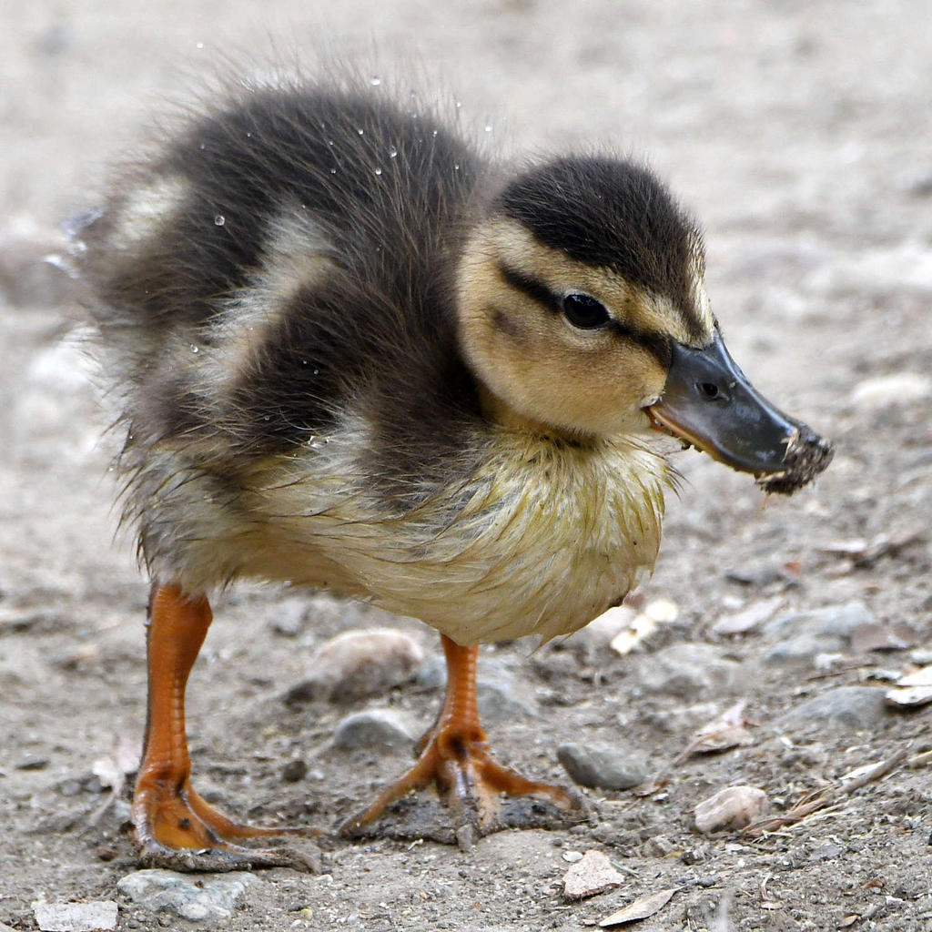 Duckling3.jpg