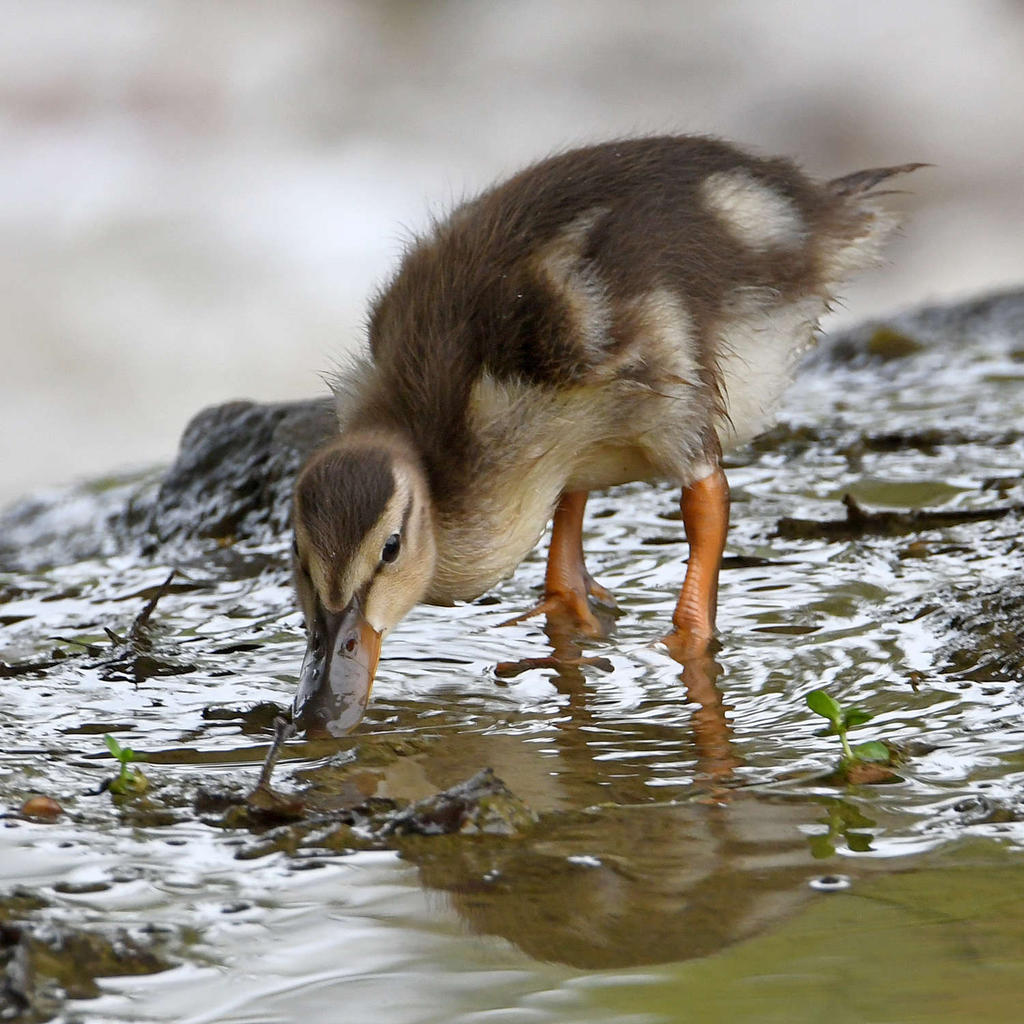 Duckling3.jpg