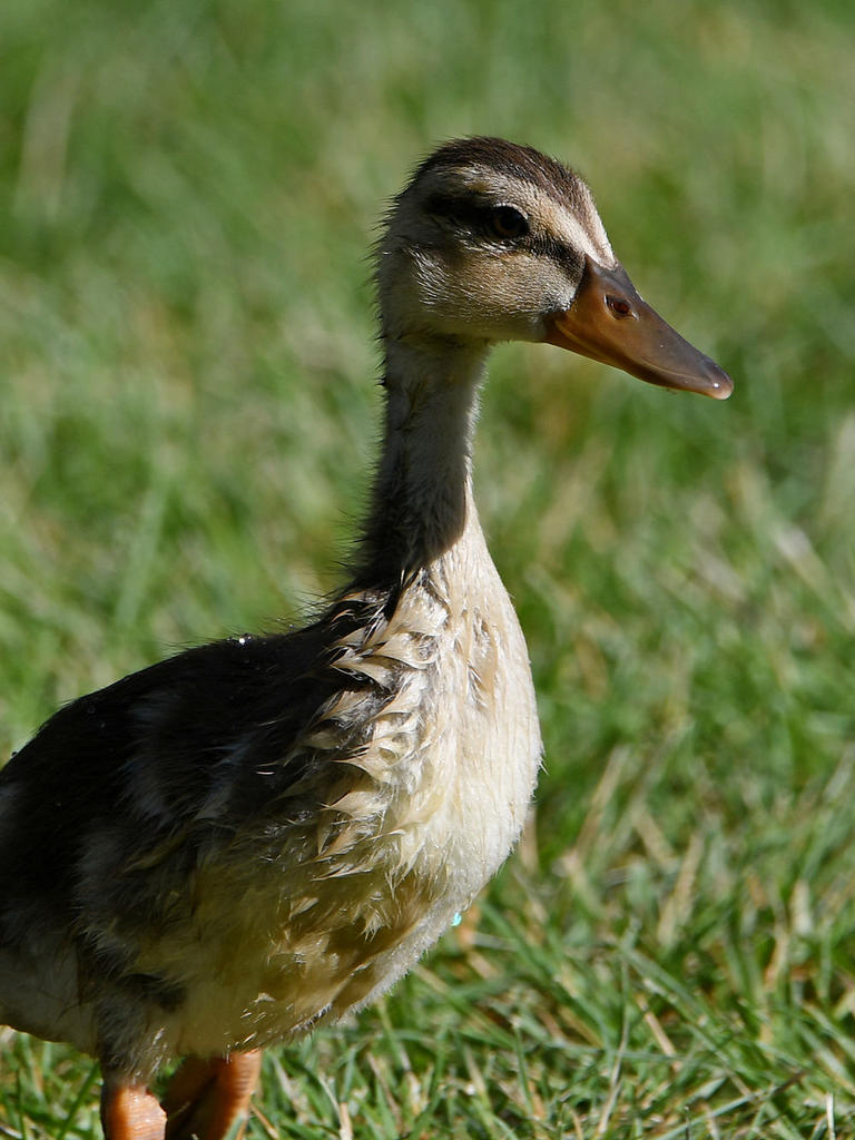 Duckling3.jpg