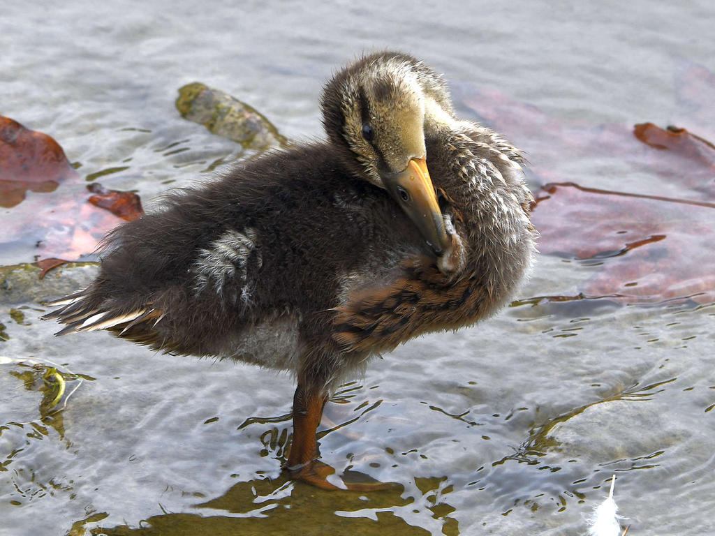 Duckling3.jpg