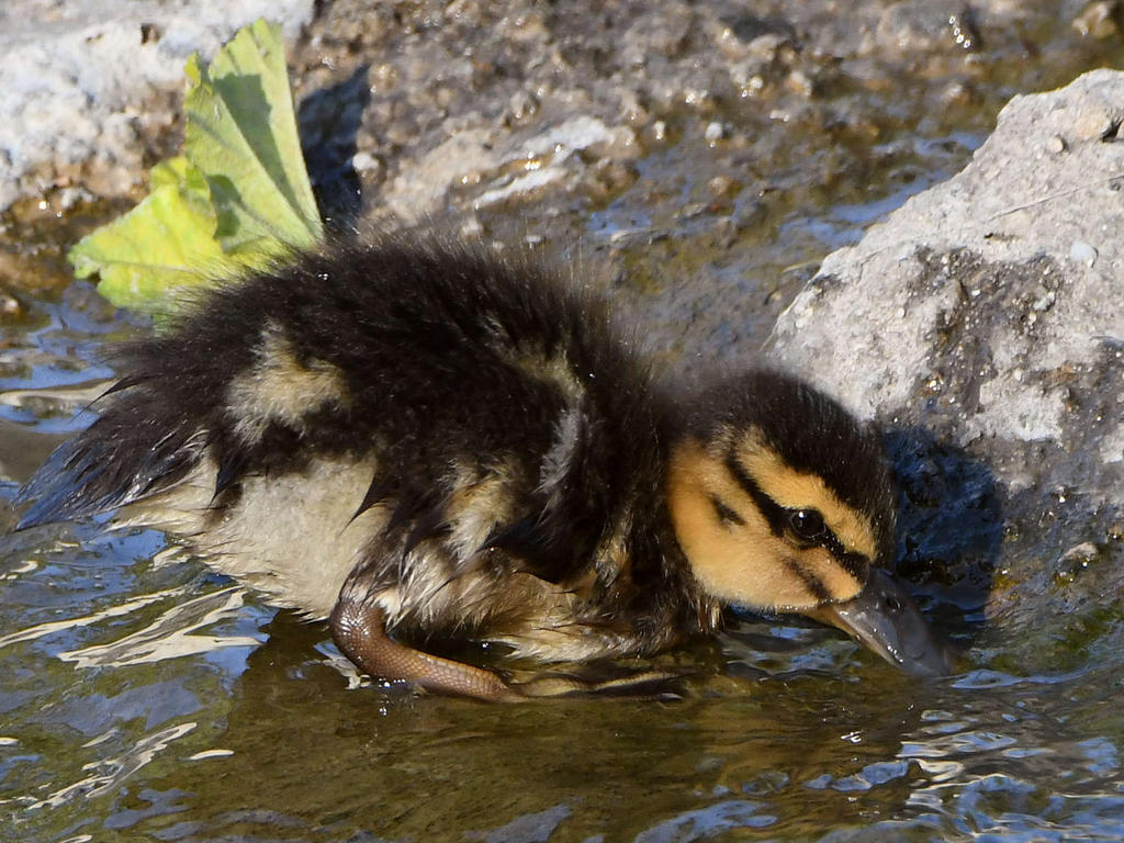 Duckling3.jpg