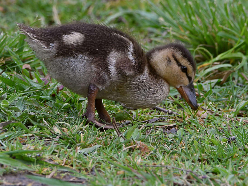 Duckling3.jpg