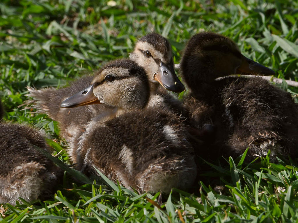 Duckling3.jpg