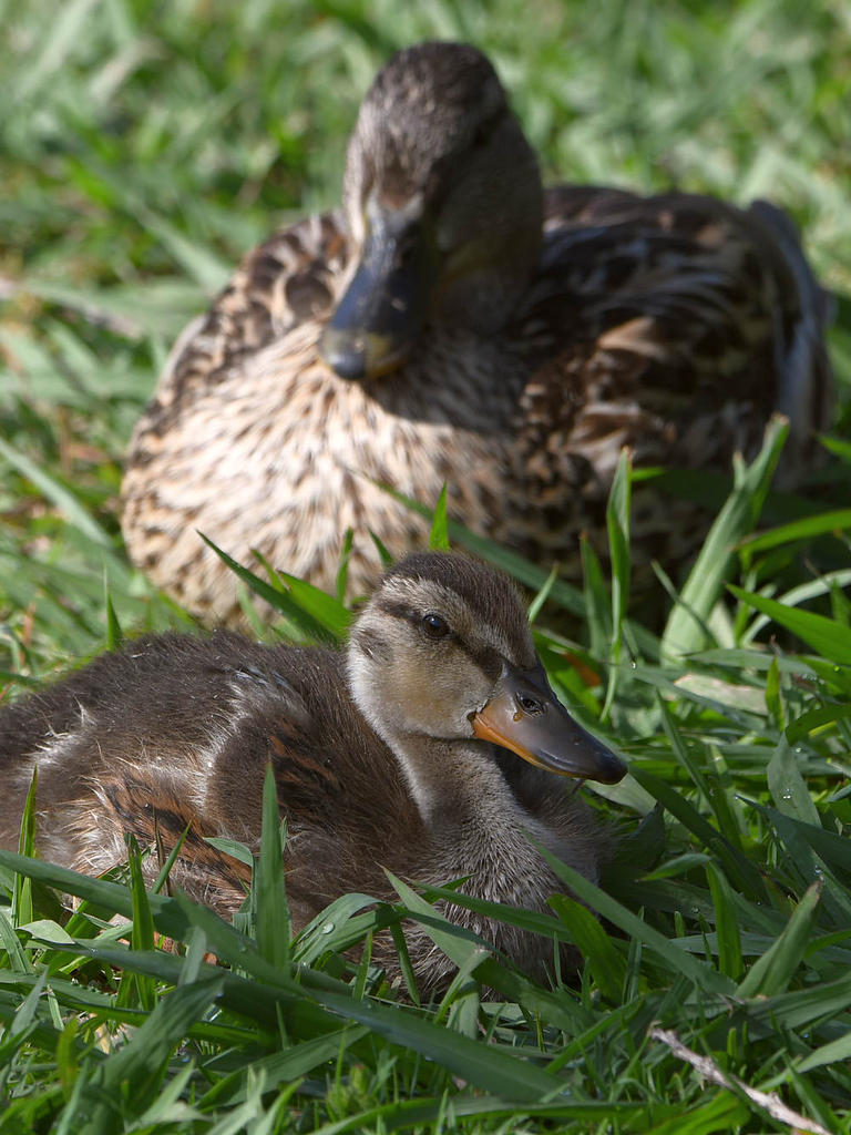 Duckling3.jpg