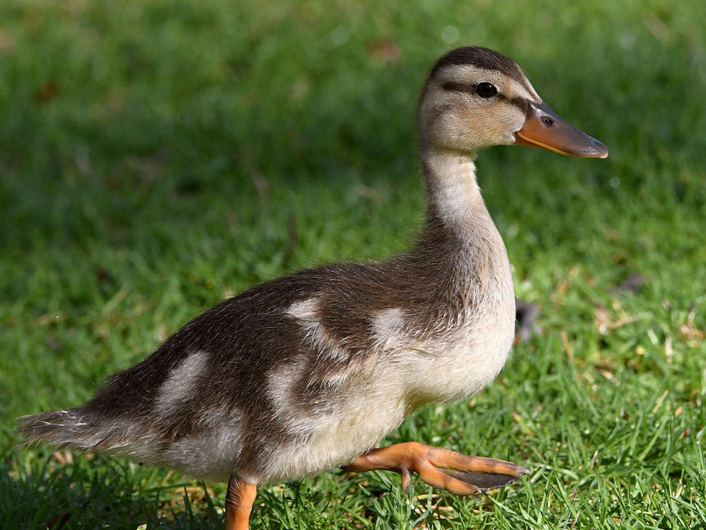 Duckling4.jpg