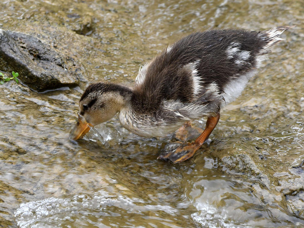 Duckling4.jpg
