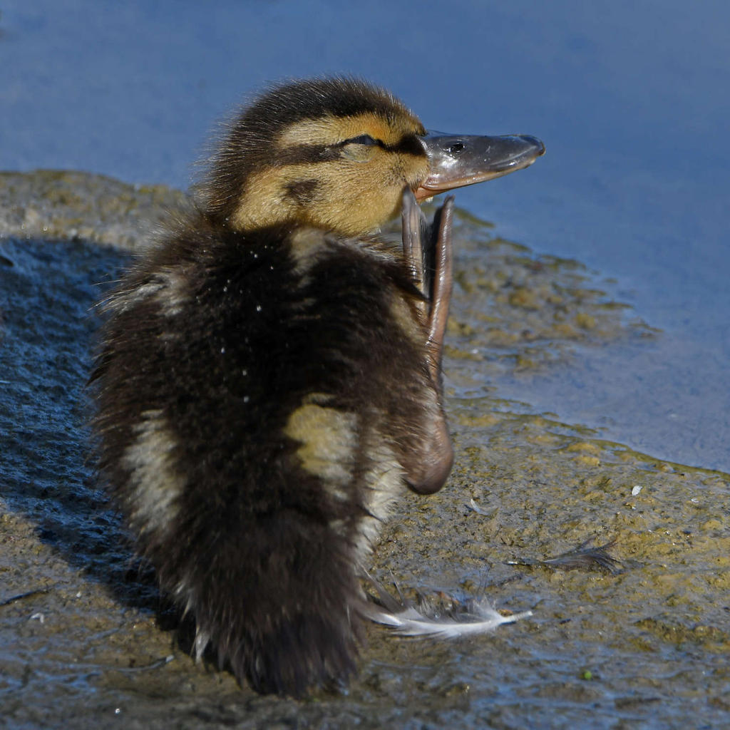 Duckling4.jpg