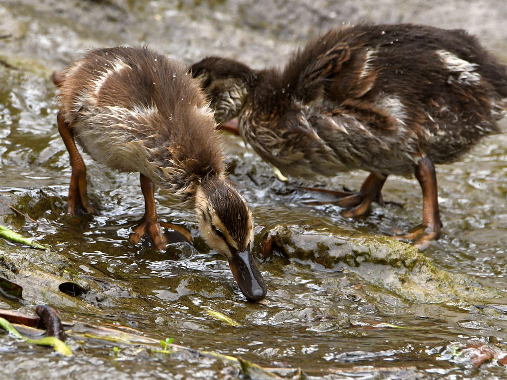 Duckling4.jpg