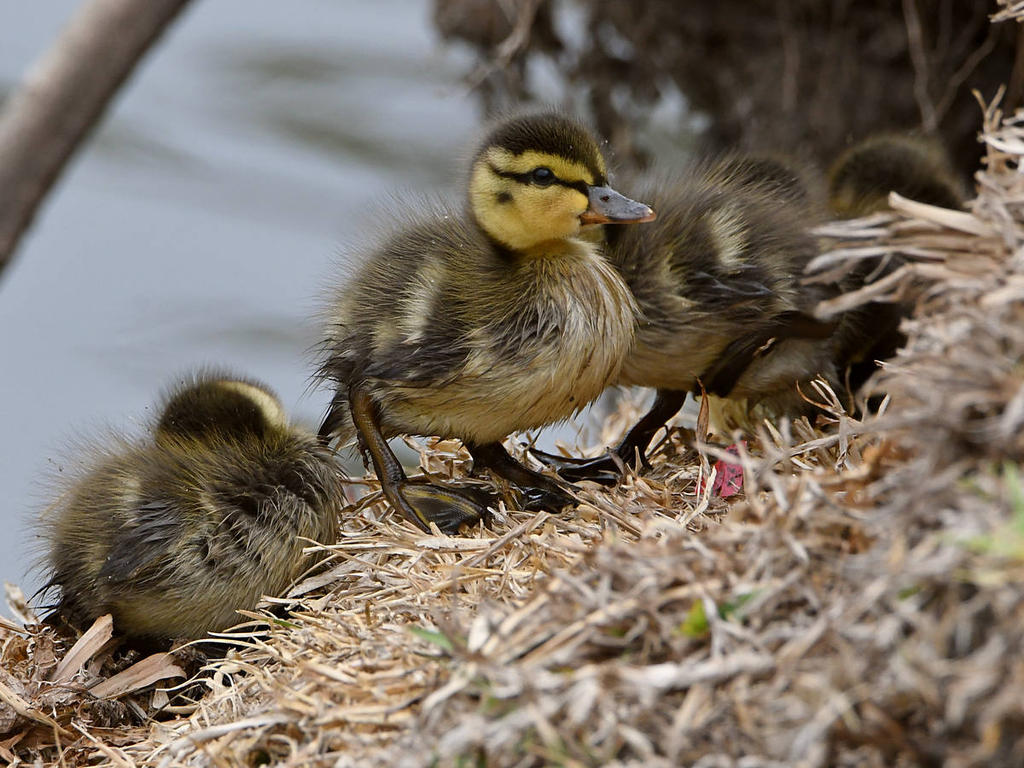 Duckling4.jpg