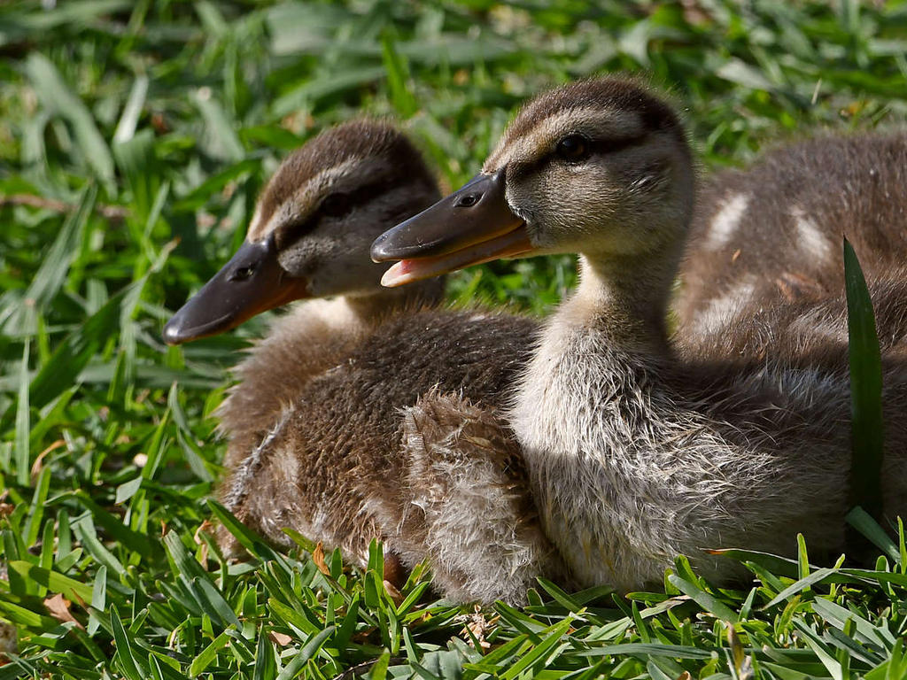 Duckling4.jpg