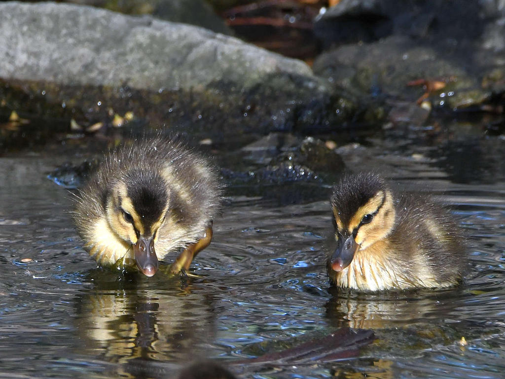 Duckling4.jpg