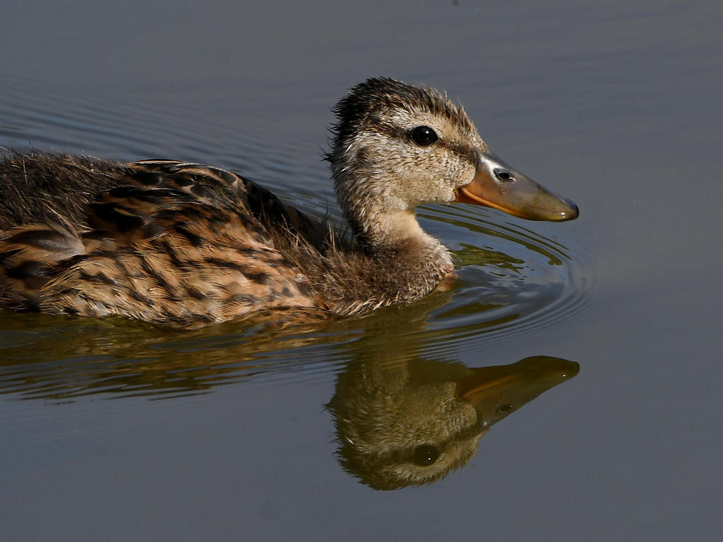 Duckling4.jpg