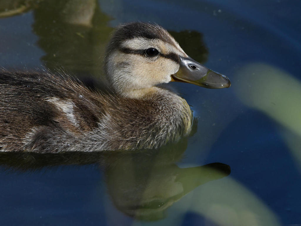 Duckling4.jpg