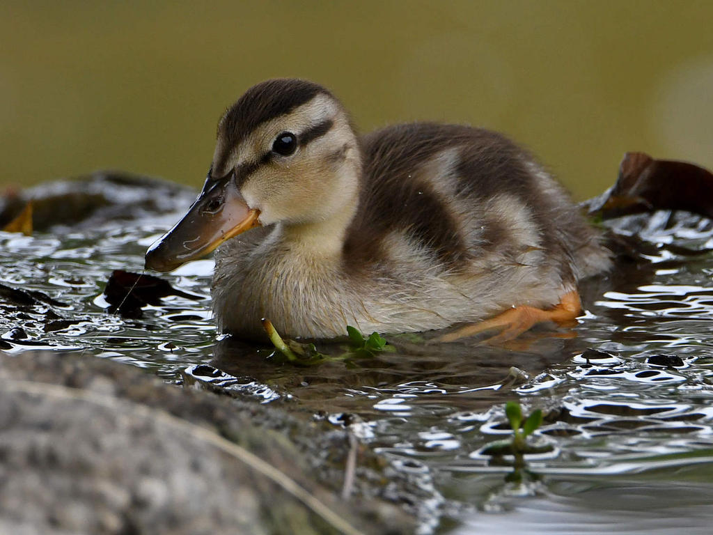 Duckling5.jpg