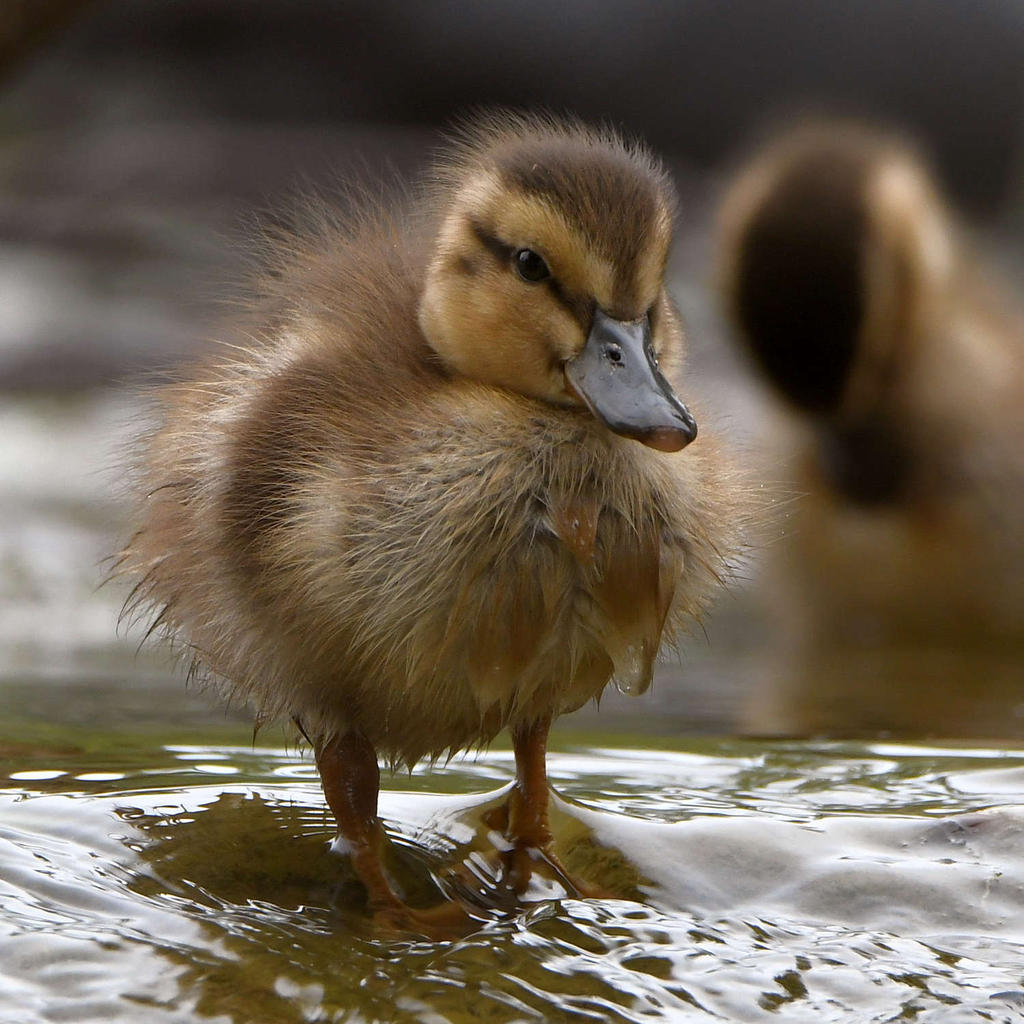 Duckling5.jpg