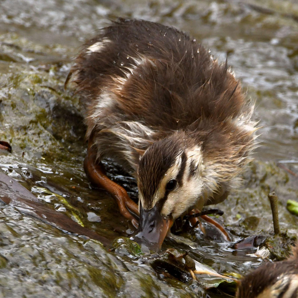 Duckling5.jpg
