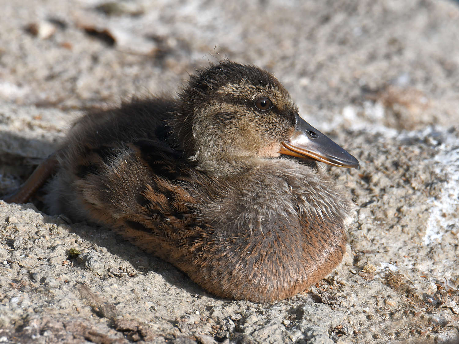 Duckling5.jpg