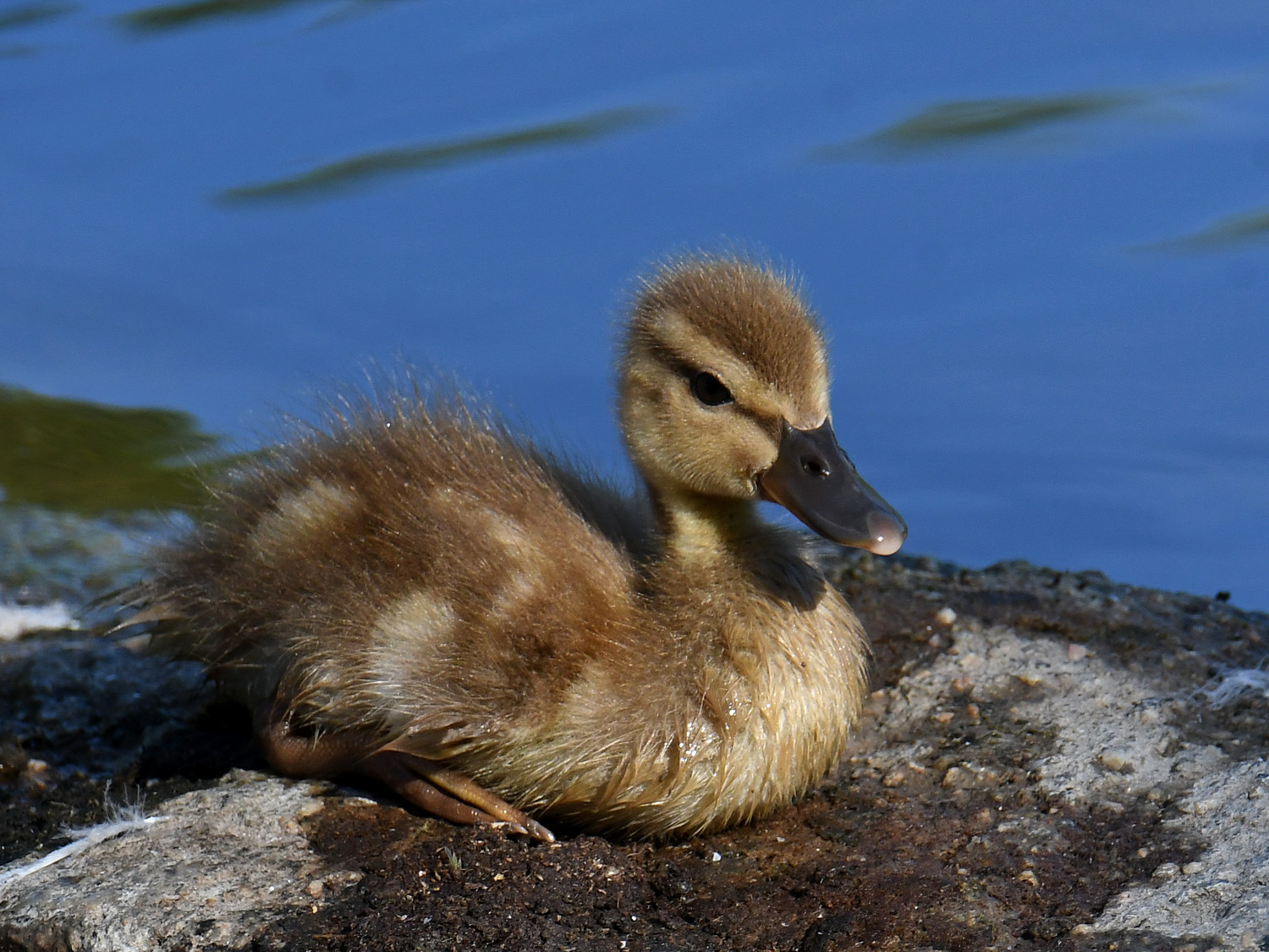 Duckling5.jpg