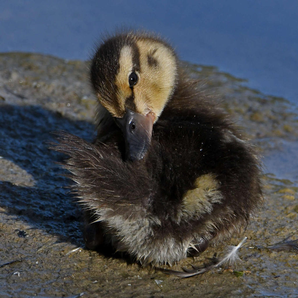 Duckling6.jpg
