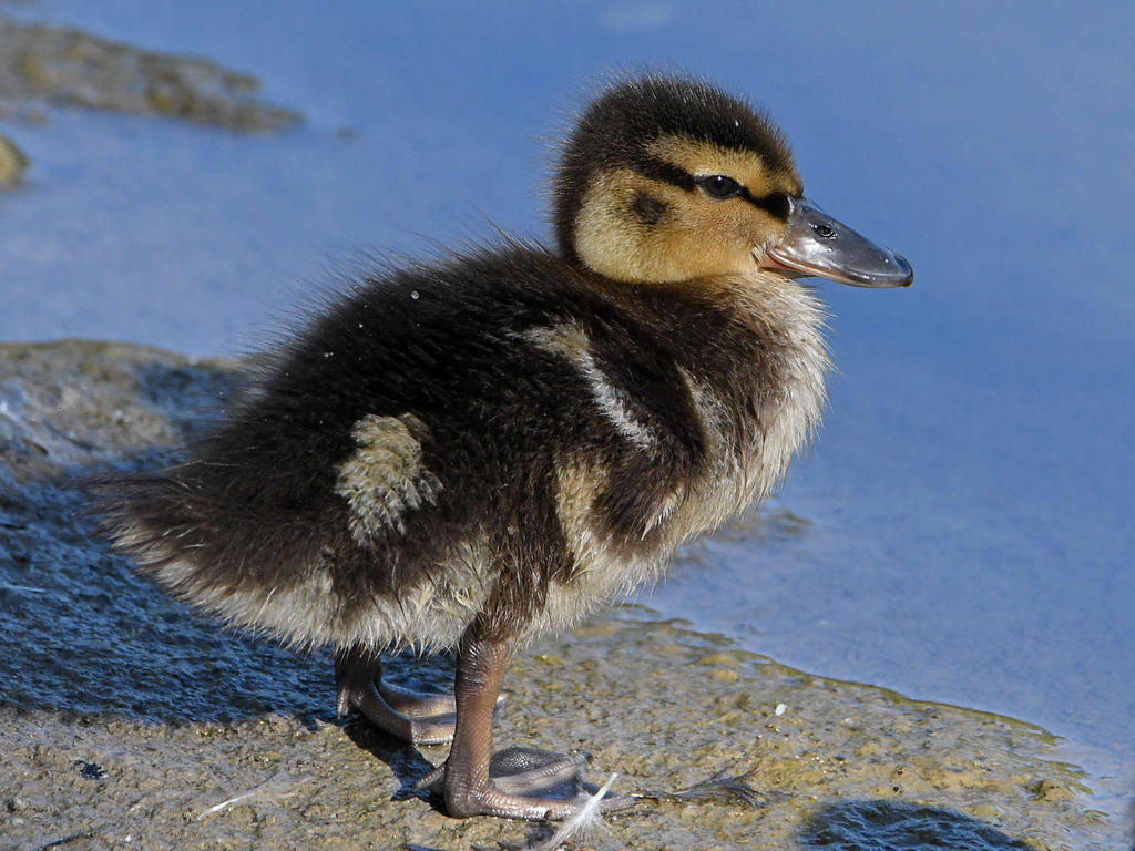 Duckling7.jpg