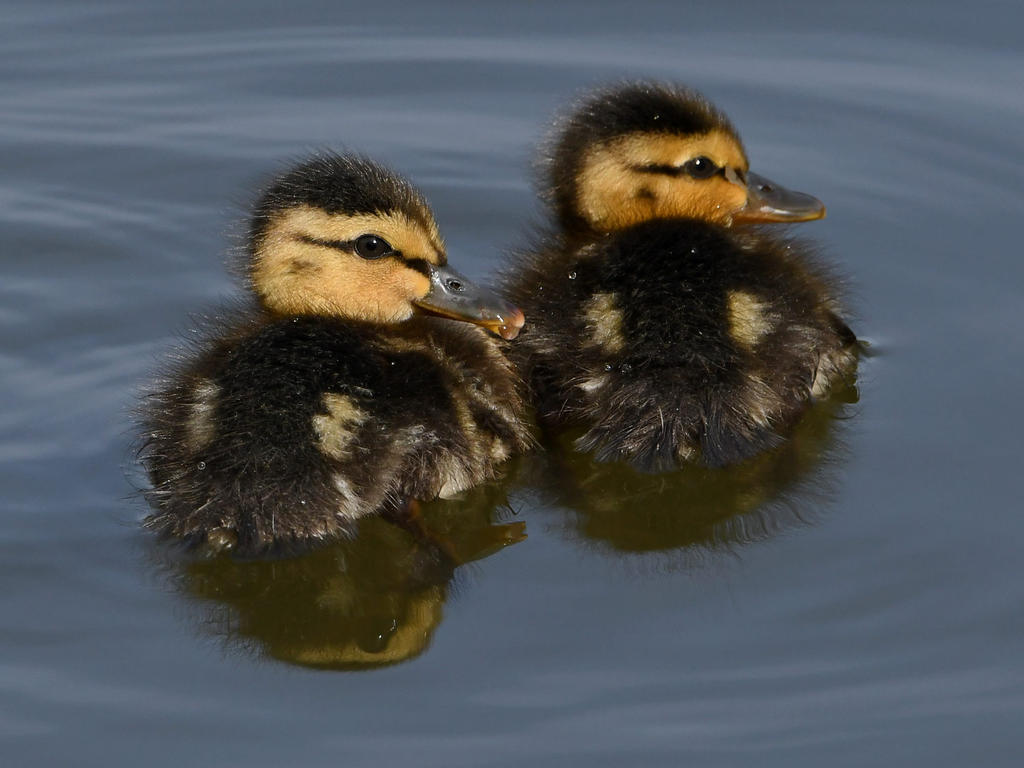 Duckling7.jpg