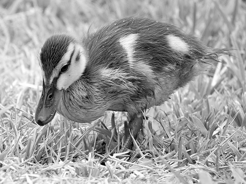 DucklingBW.jpg