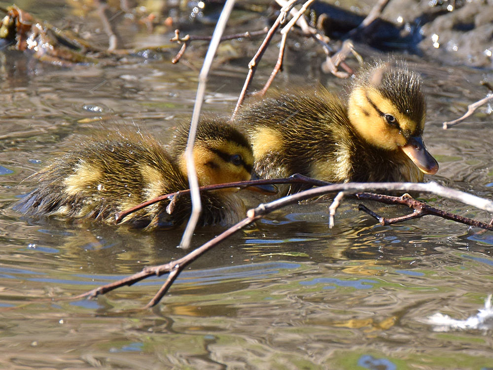 Ducklings.jpg