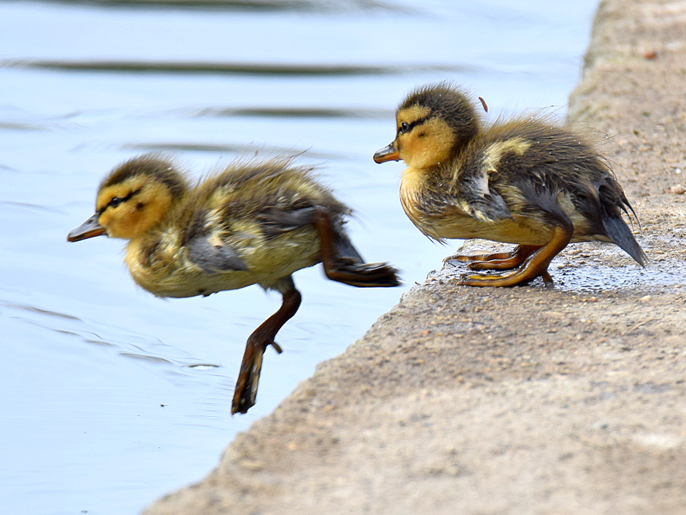 Ducklings.jpg