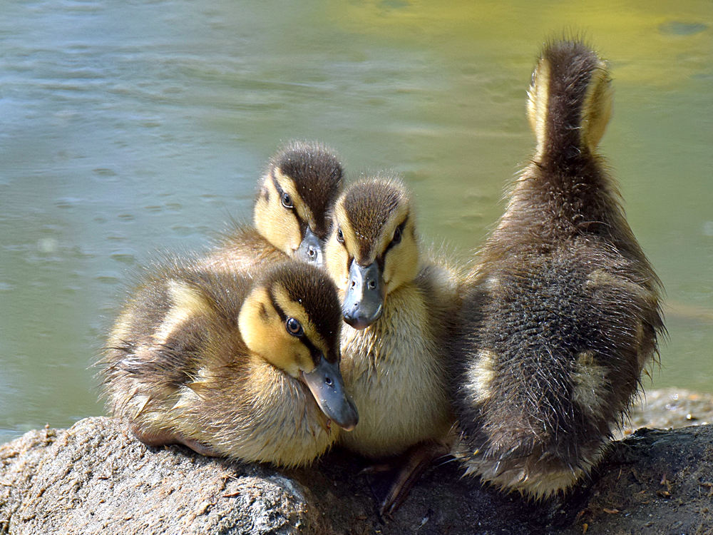 Ducklings.jpg