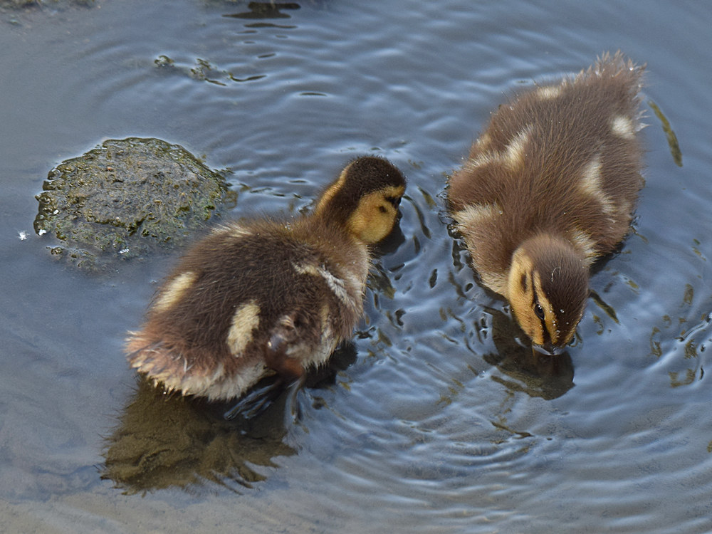 Ducklings.jpg